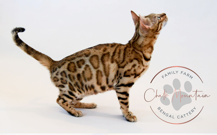 beautiful bengal kitten texas